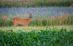 "REHBOCK" am frühen Morgen (ISO 4000)