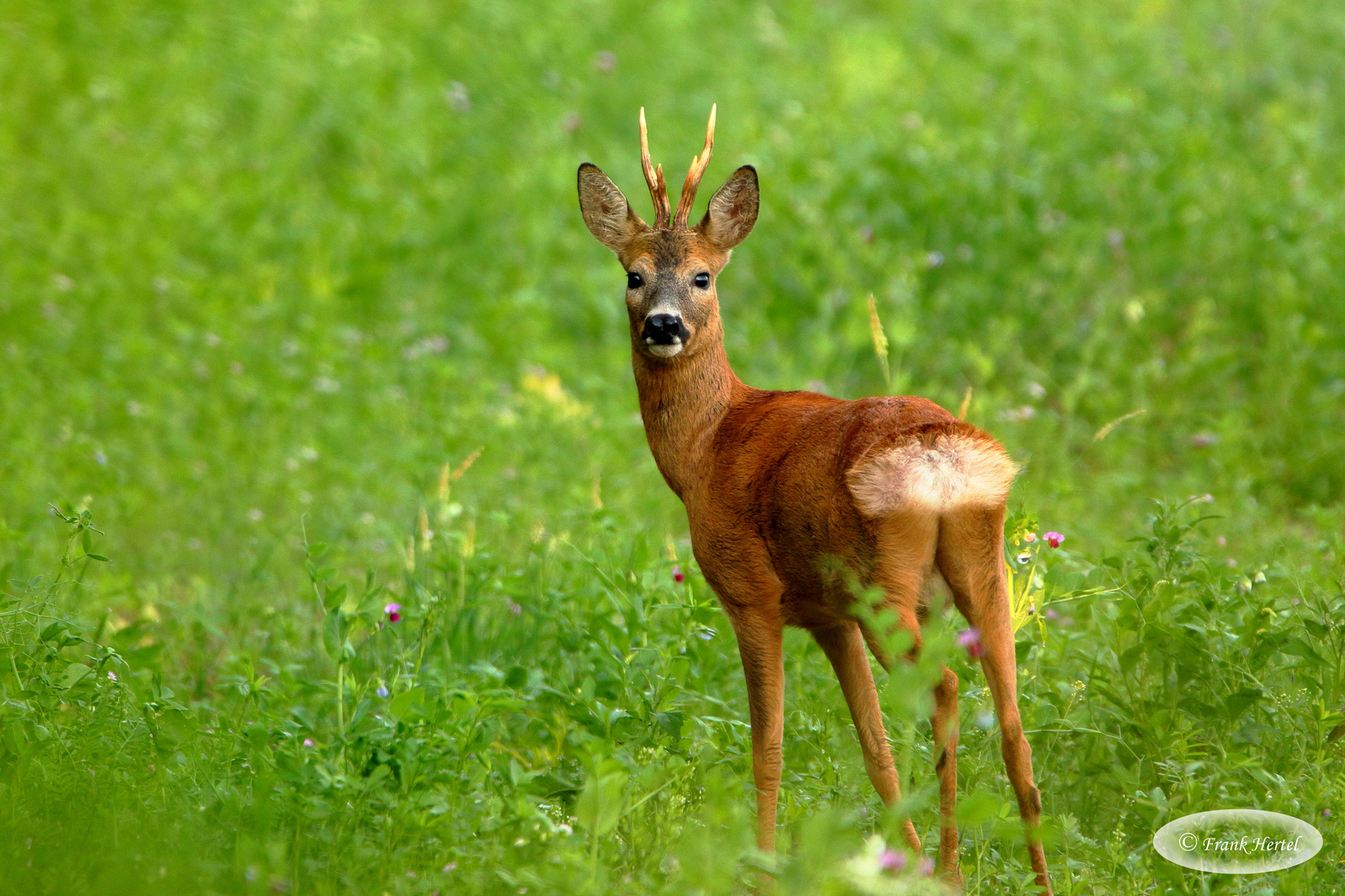 Rehbock   _am frühen Sommermorgen