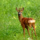 Rehbock   _am frühen Sommermorgen