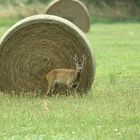 Rehbock am Heuballen