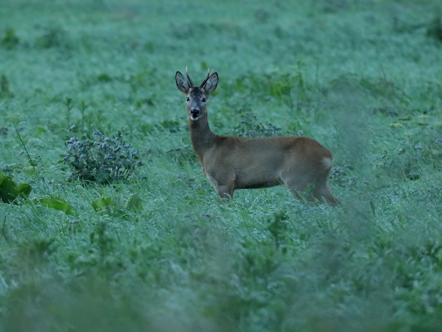 Rehbock am Morgen 10.08.2023