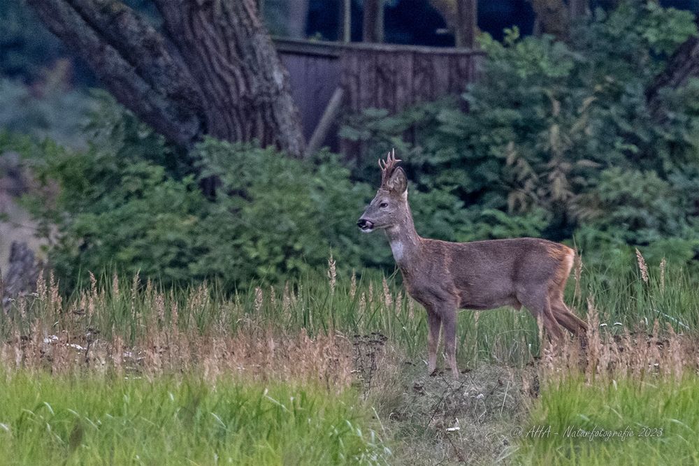 Rehbock am Morgen