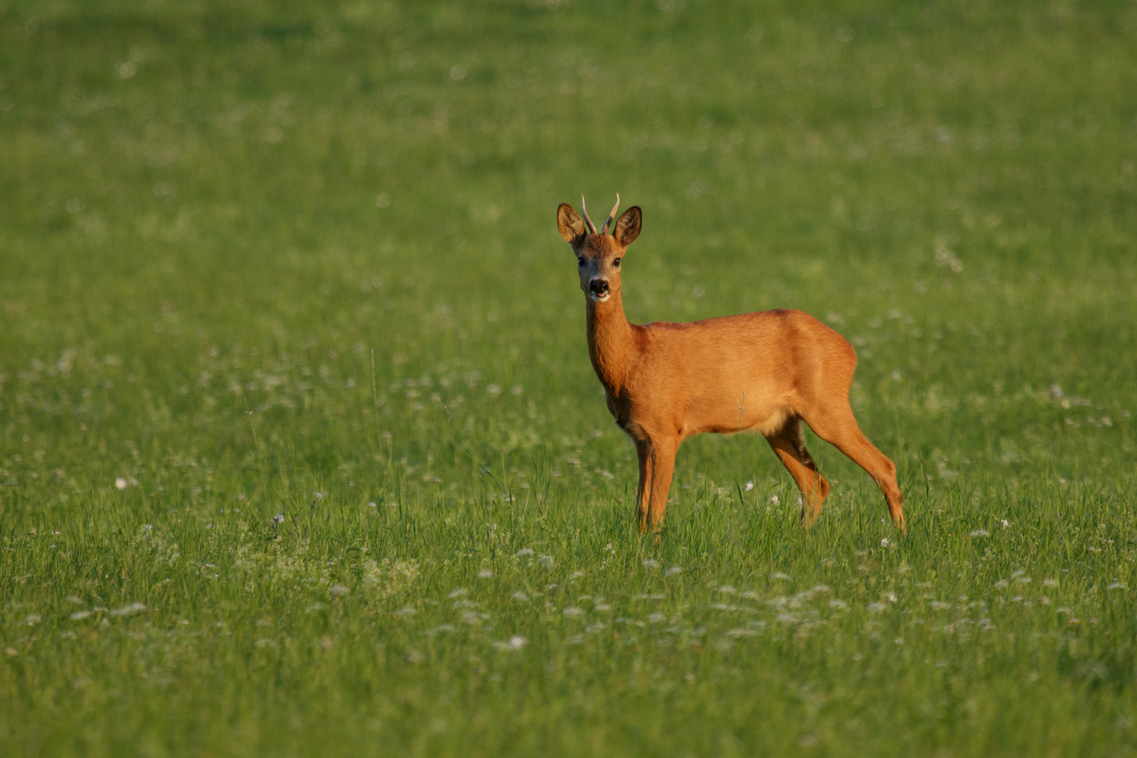 Rehbock am Morgen