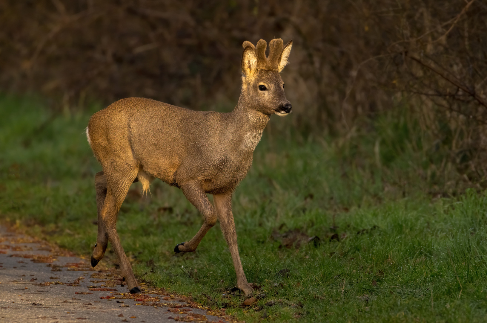 Rehbock am Morgen