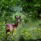 Rehbock am Morgen auf Waldwiese