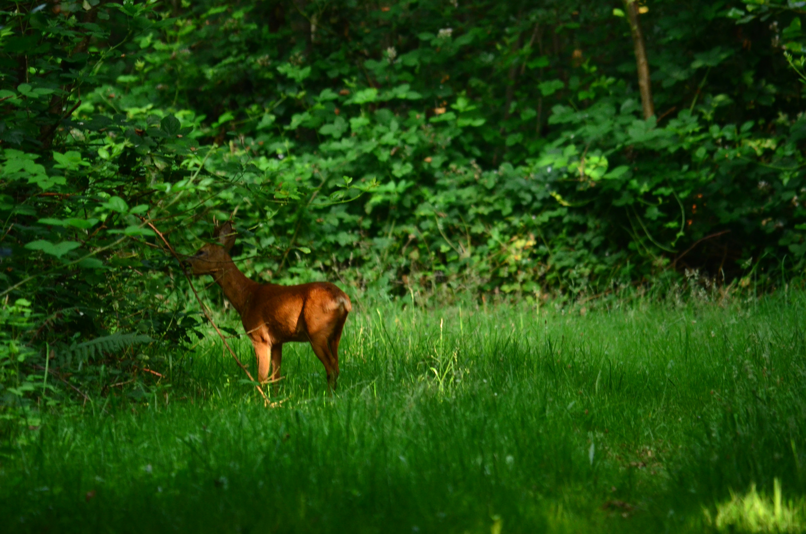 Rehbock am Morgen