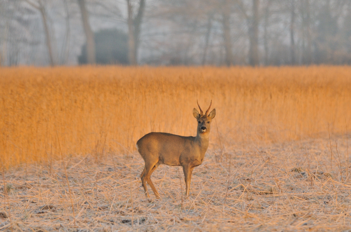 Rehbock am Morgen