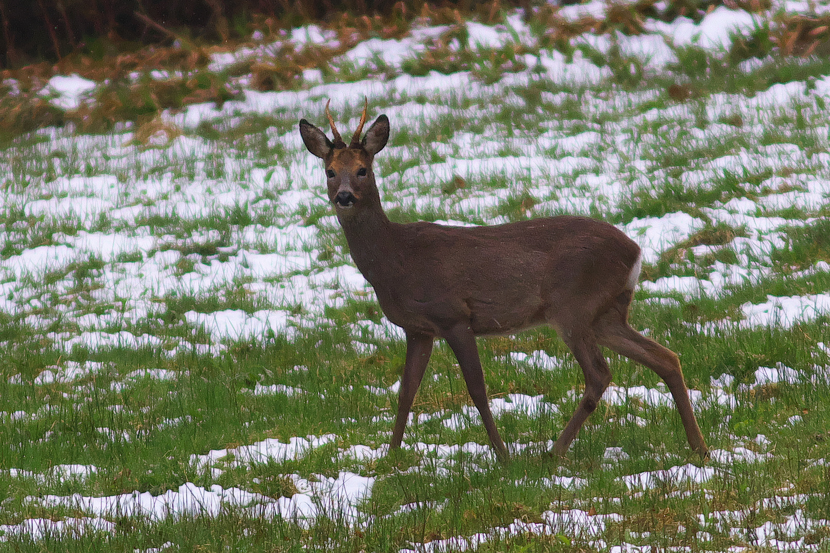 Rehbock am Ostermontag im Schnee / Bild 1