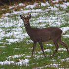 Rehbock am Ostermontag im Schnee / Bild 1