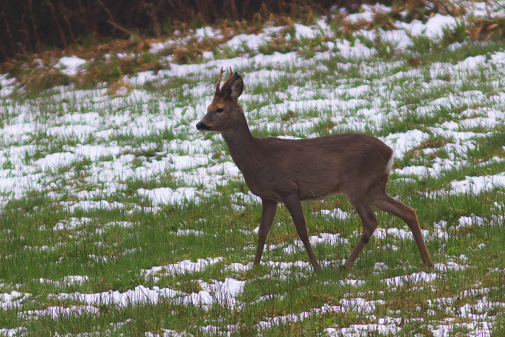 Rehbock am Ostermontag  im Schnee / Bild 2