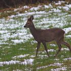 Rehbock am Ostermontag  im Schnee / Bild 2