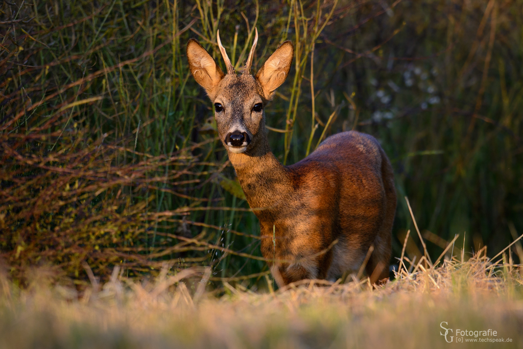 Rehbock am Rand eines Rapsfeldes