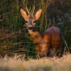 Rehbock am Rand eines Rapsfeldes