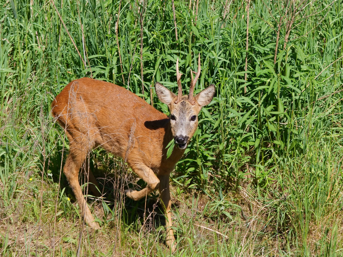 Rehbock am Schilf