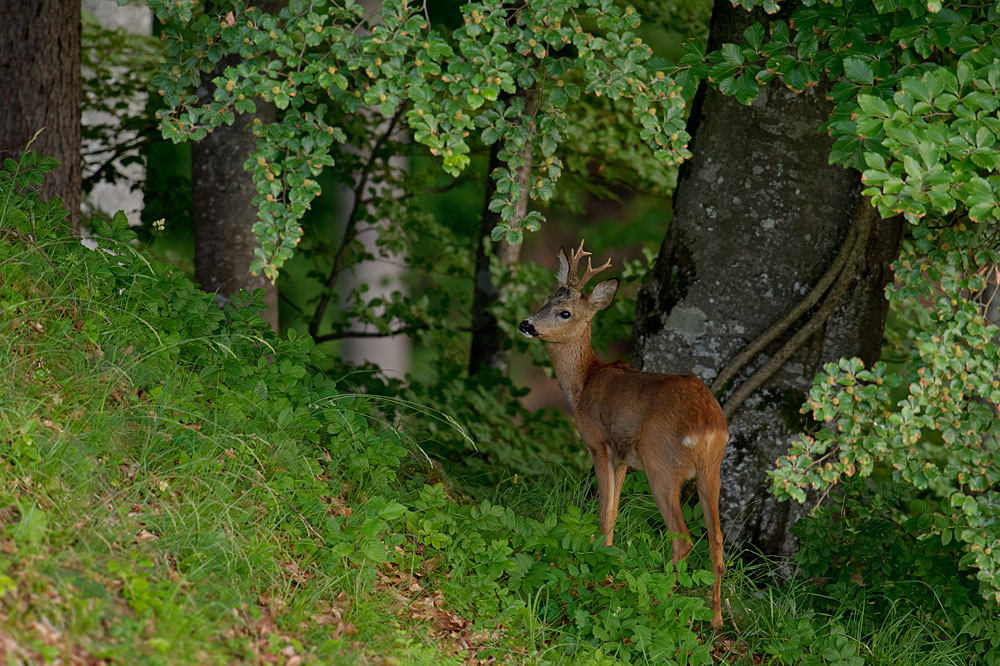 Rehbock am Waldrand