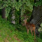 Rehbock am Waldrand