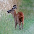 Rehbock am Wiesenrand