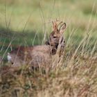 Rehbock am Wiesenrand....... hat er mich gesehen?