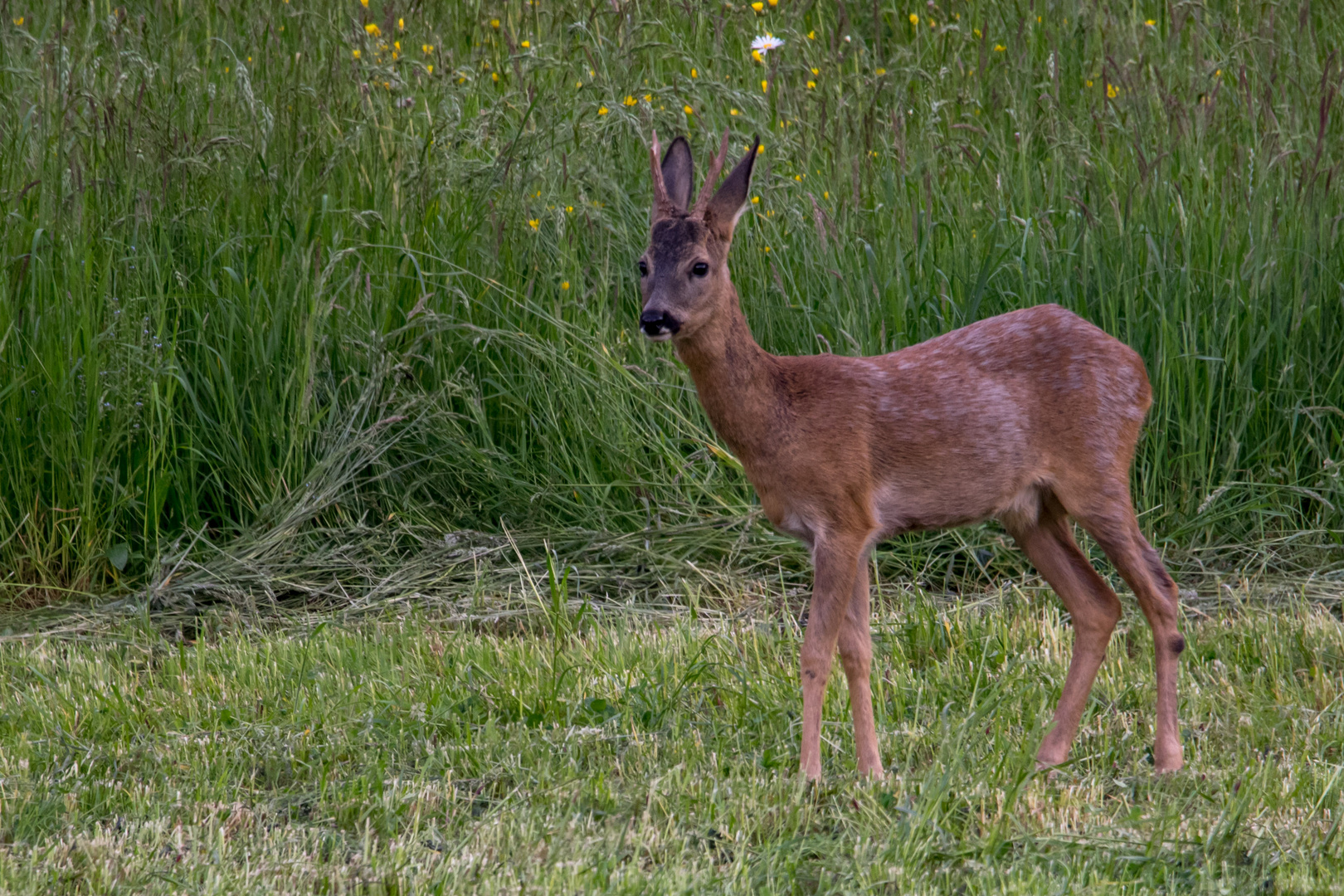 Rehbock auf abgemähter Wiese (2/3)