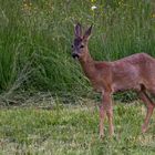 Rehbock auf abgemähter Wiese (2/3)