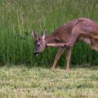 Rehbock auf abgemähter Wiese (3/3)