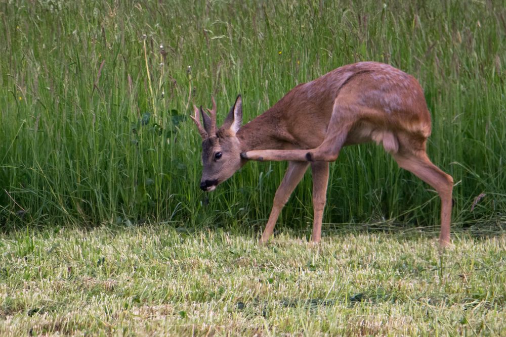 Rehbock auf abgemähter Wiese (3/3)