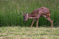 Rehbock auf abgemähter Wiese (3/3)