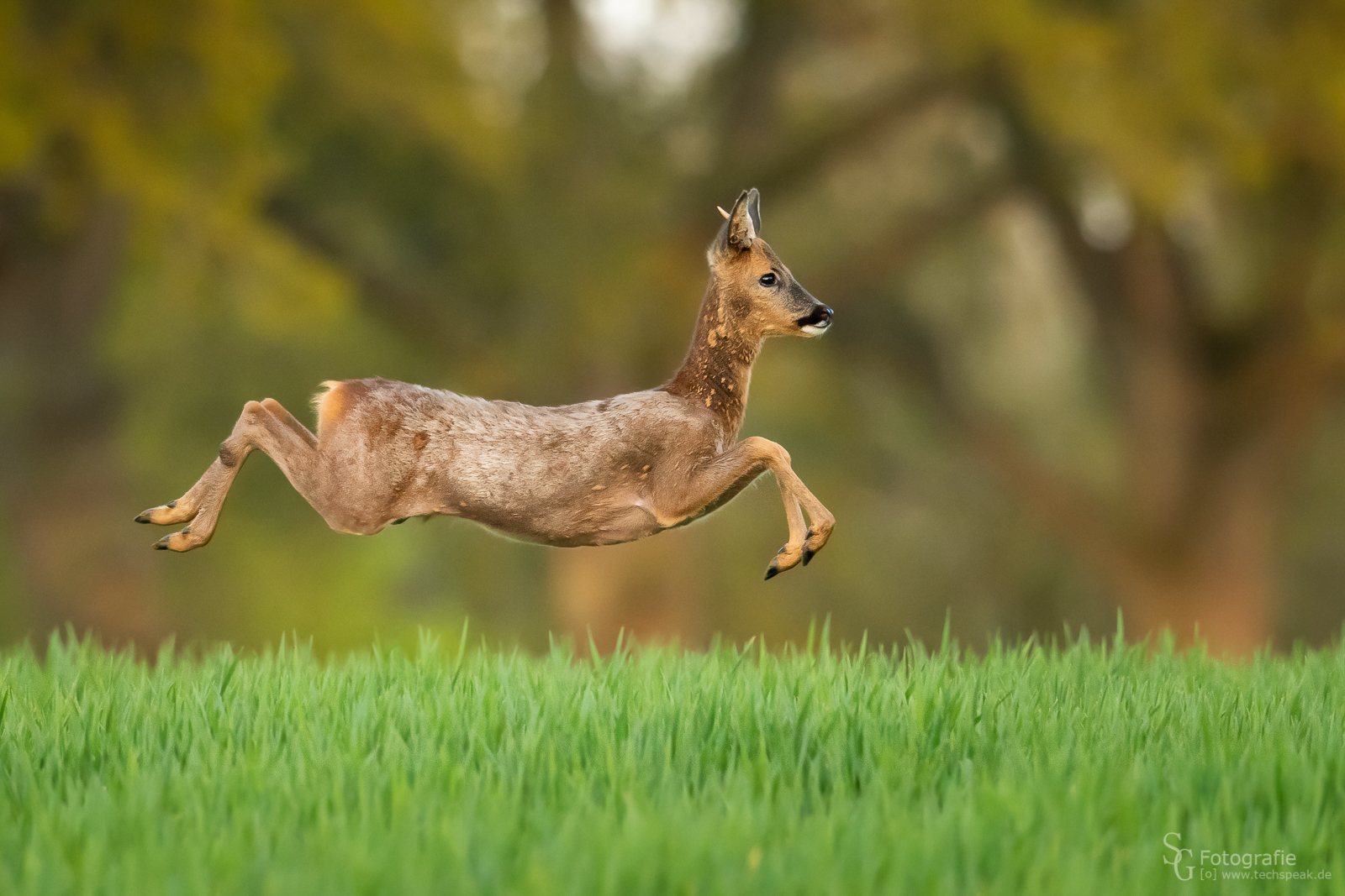 Rehbock auf dem Sprung