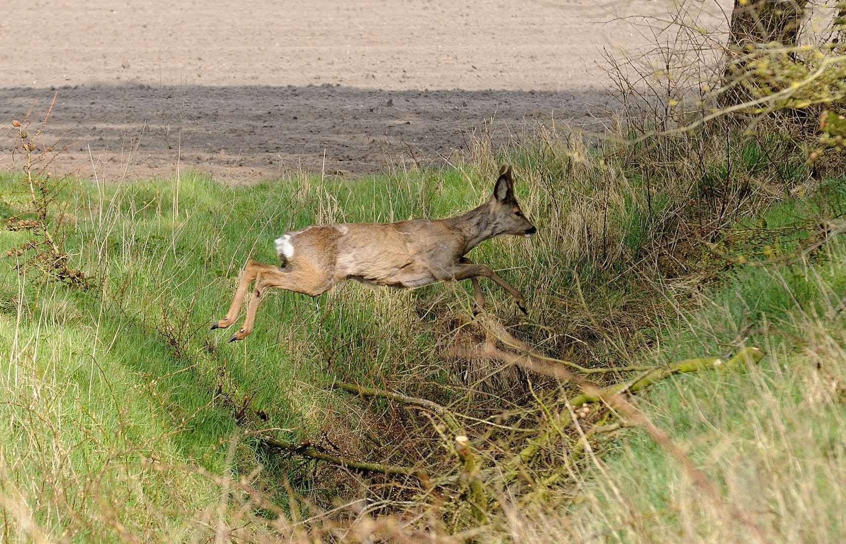 Rehbock auf dem Sprung