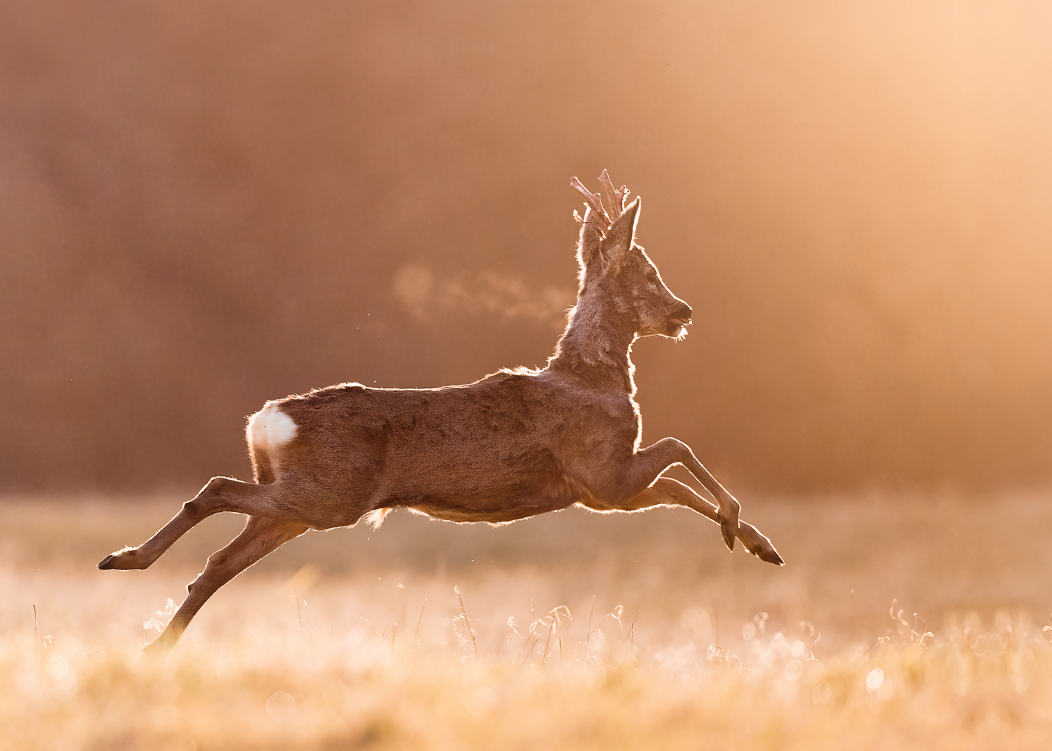 Rehbock auf dem Weg in den Wald