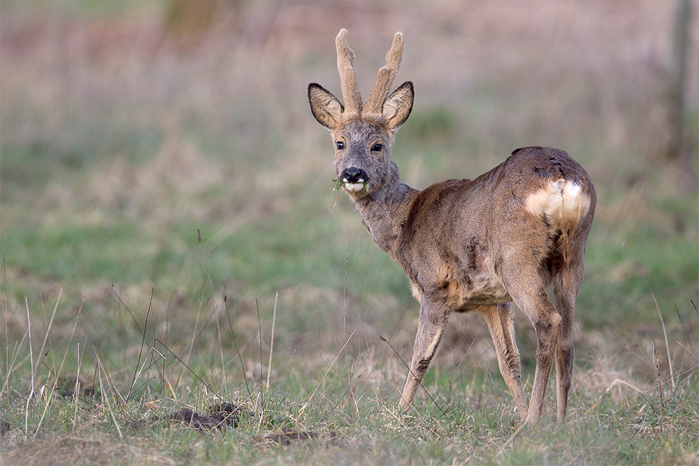 Rehbock auf dem Wildacker