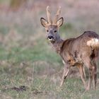 Rehbock auf dem Wildacker