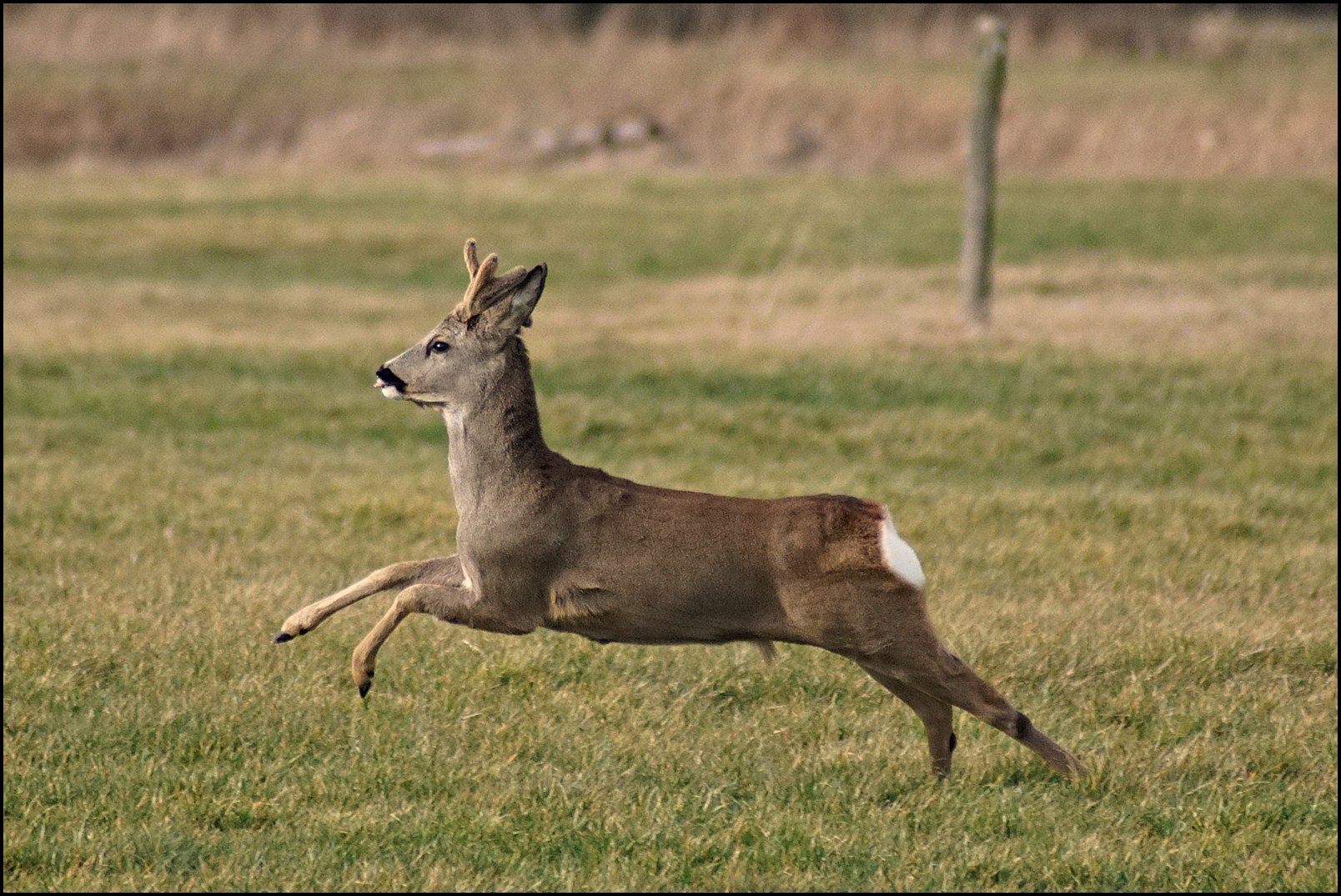 Rehbock auf der Flucht