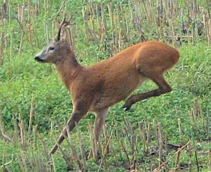 Rehbock auf der Flucht