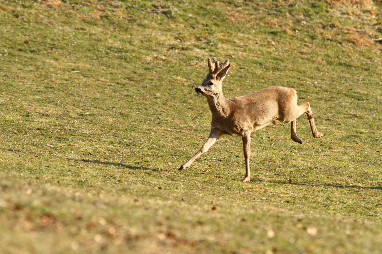 Rehbock auf der Flucht