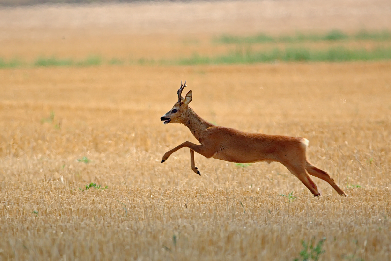   Rehbock auf der Flucht