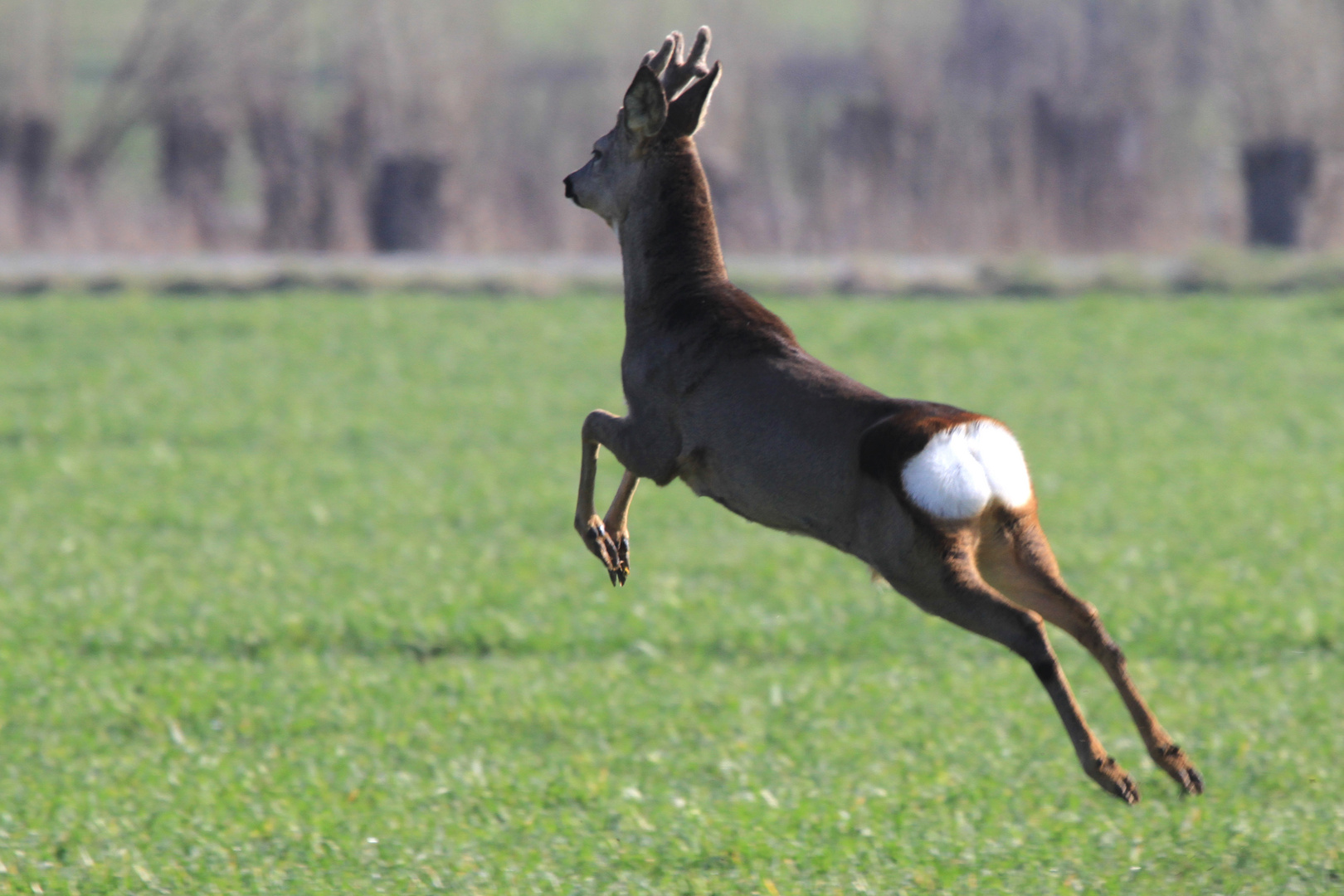 Rehbock auf der Flucht