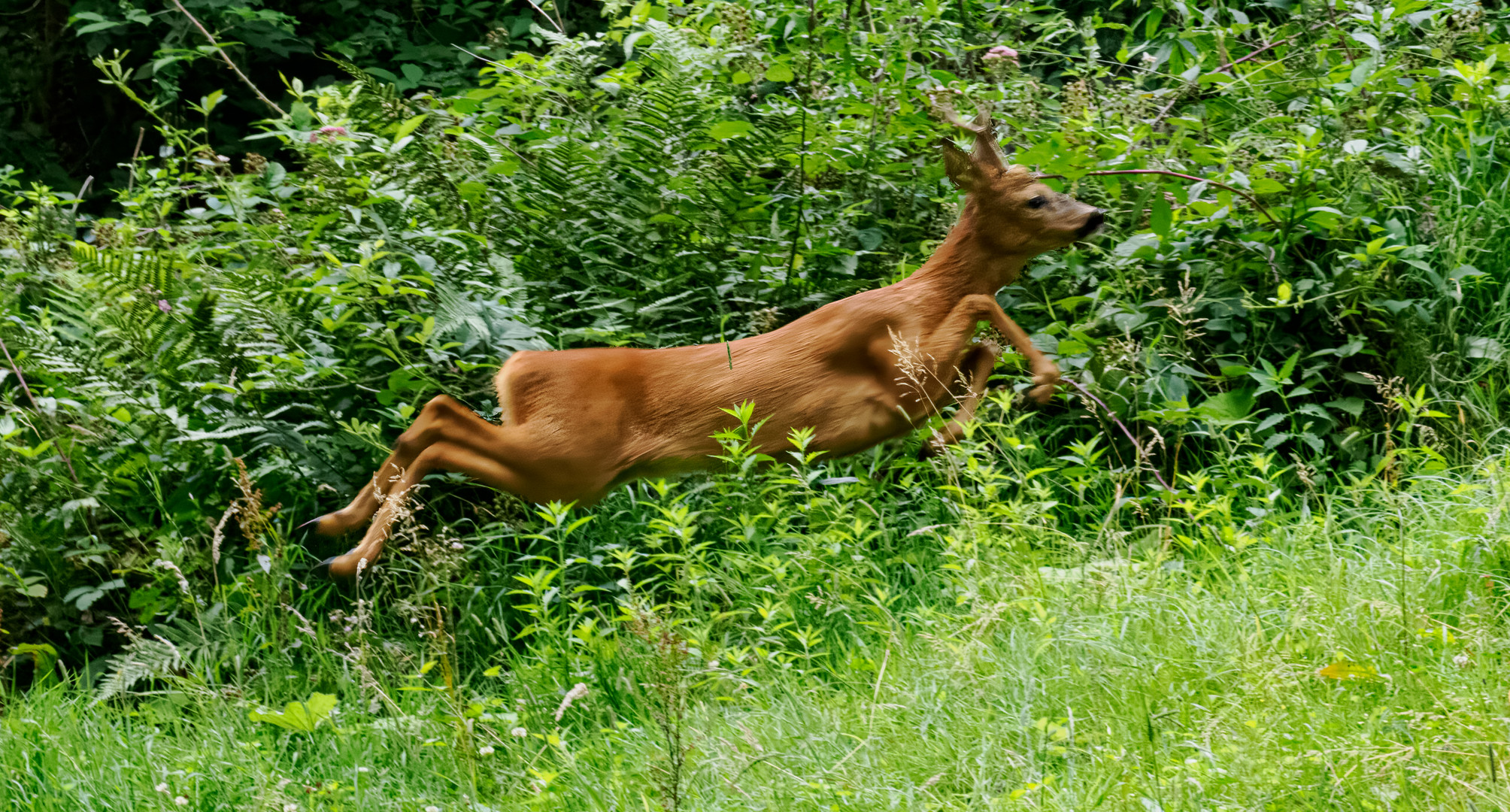 Rehbock auf der Flucht (P7250284)