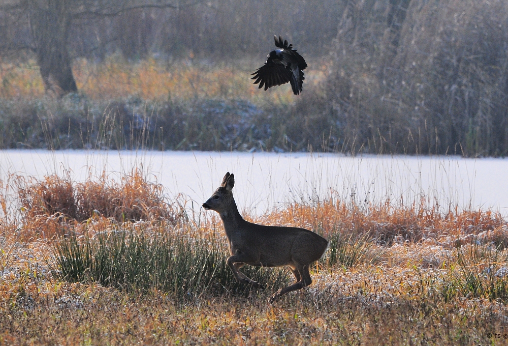 Rehbock auf der Flucht vor dem schwarzen Gesellen