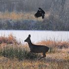 Rehbock auf der Flucht vor dem schwarzen Gesellen