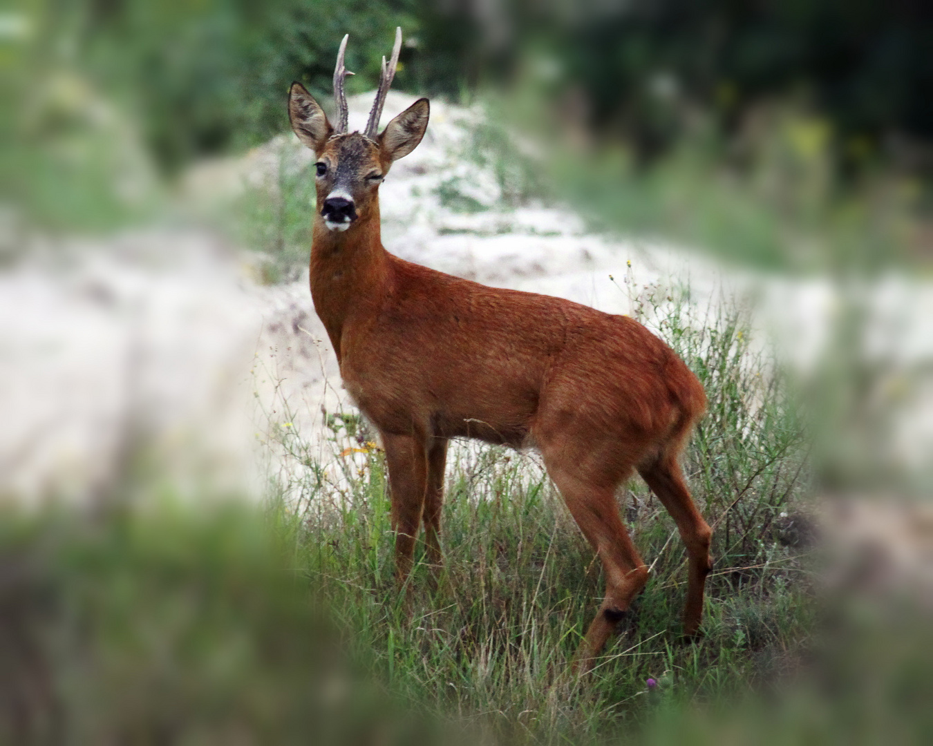 Rehbock auf der Königshovener Höhe