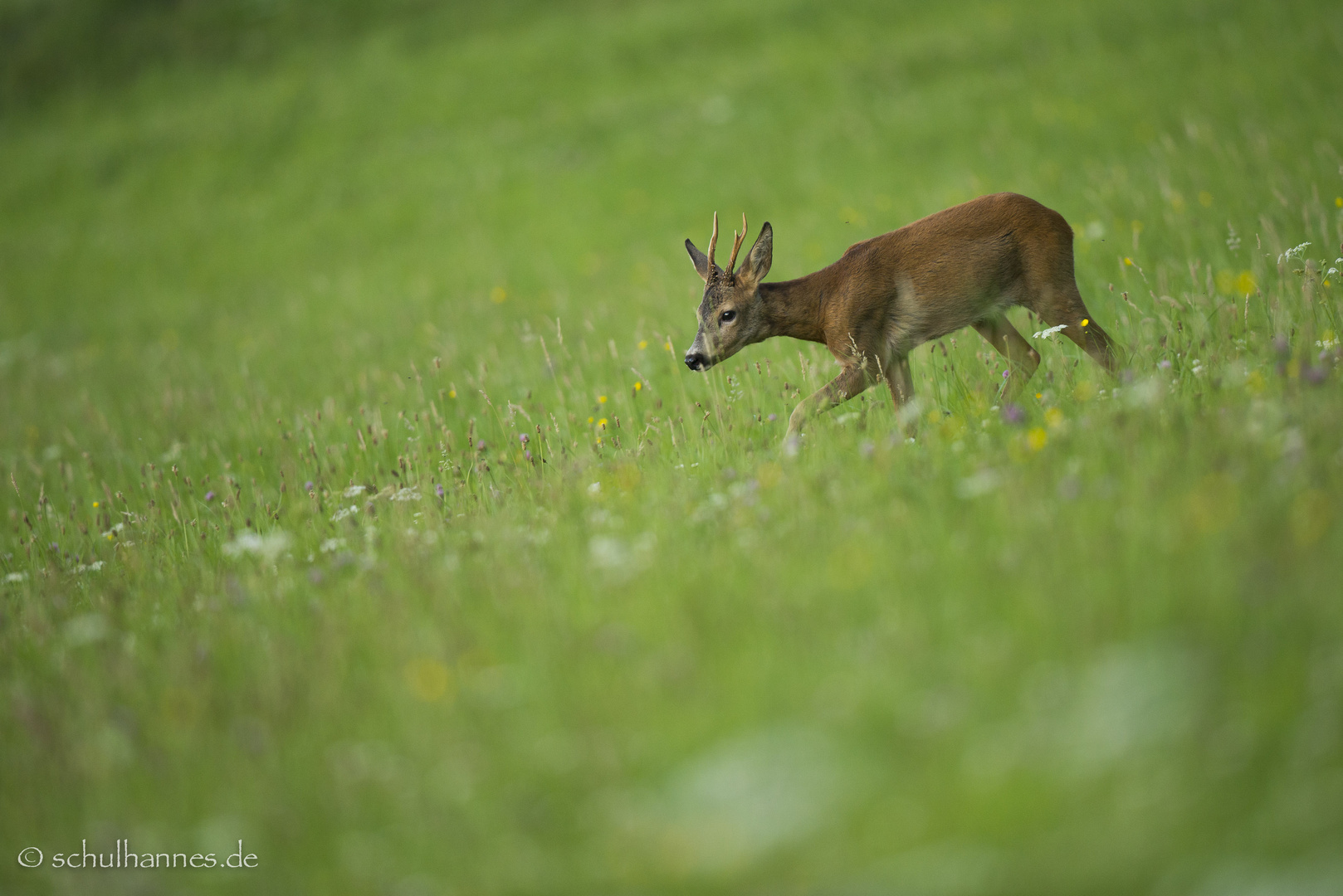 Rehbock auf der Sommerweide