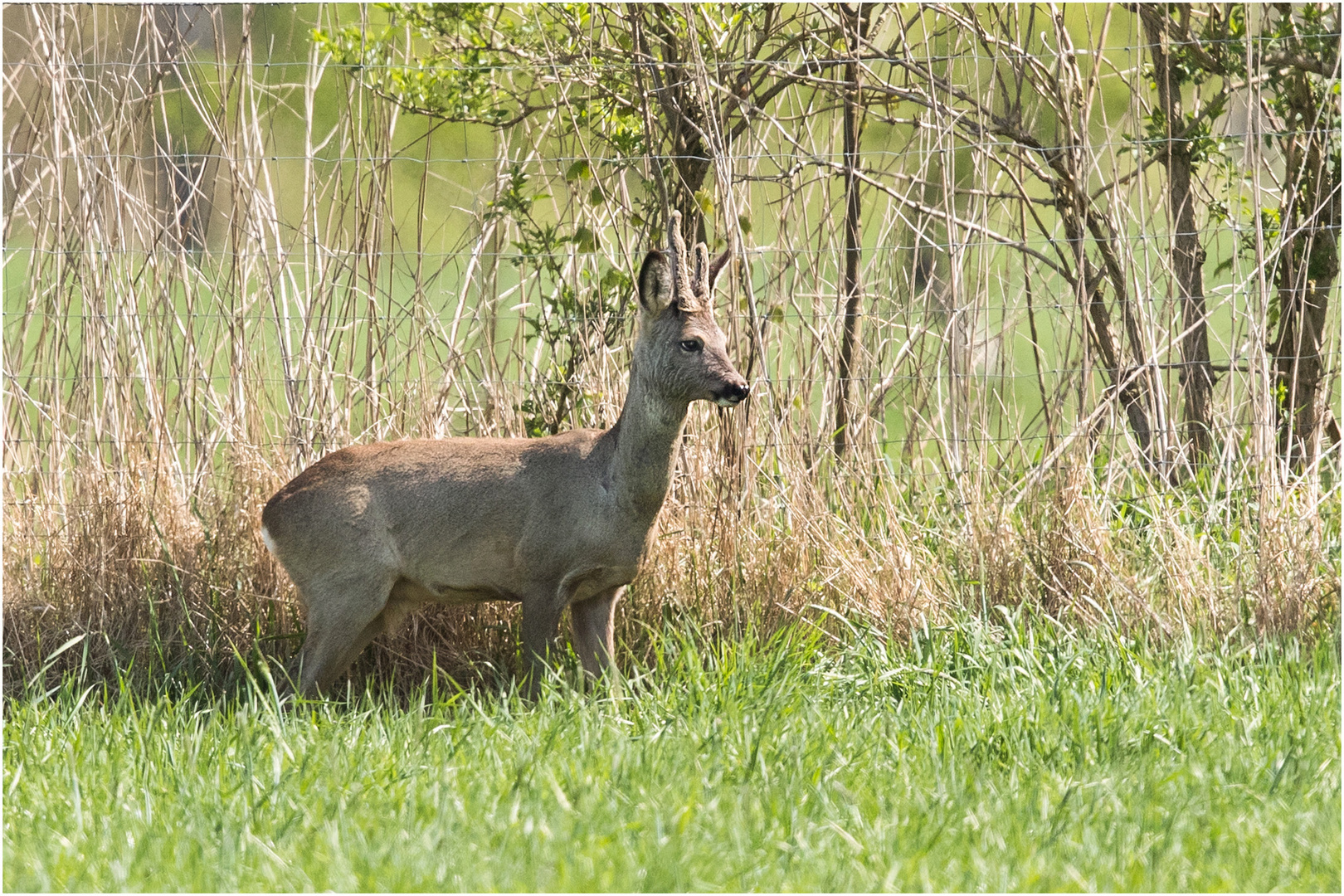 Rehbock auf freier Wiese vor einer Zaunabtrennung