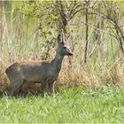 Rehbock auf freier Wiese vor einer Zaunabtrennung