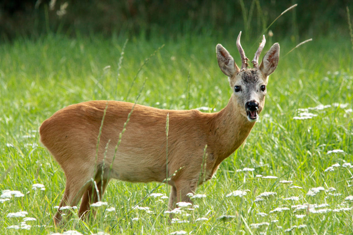 Rehbock auf seiner Waldwiese