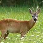 Rehbock auf seiner Waldwiese