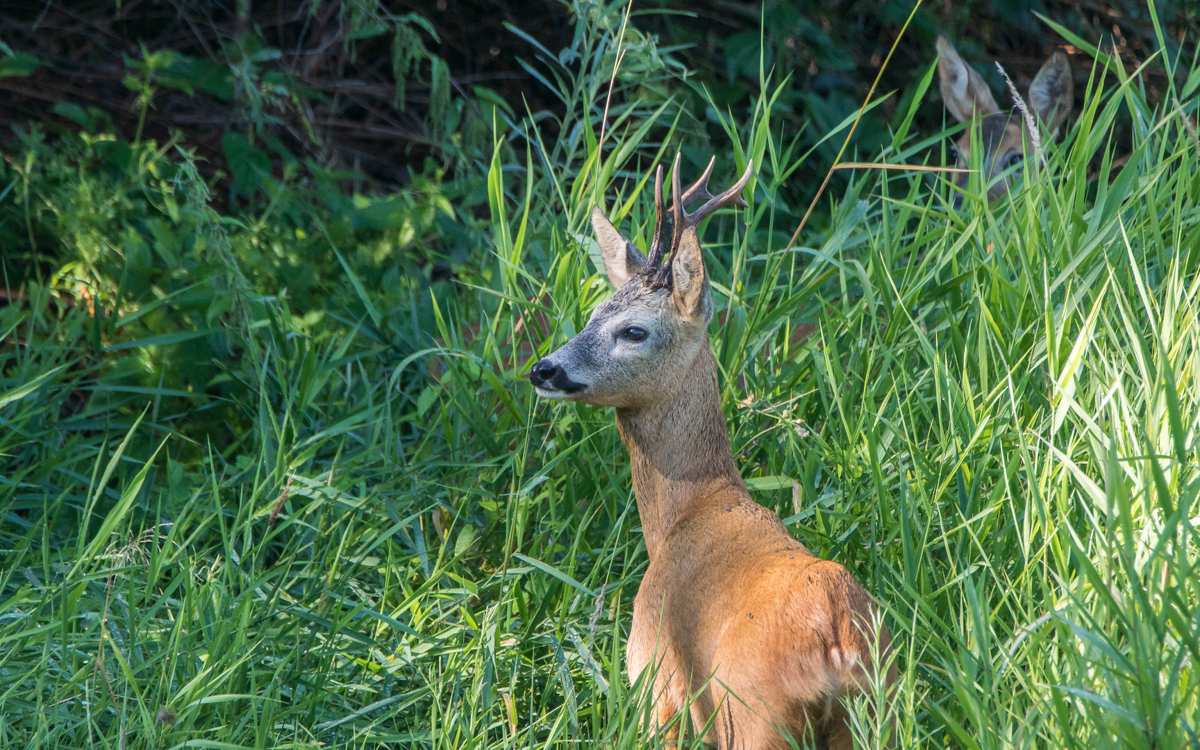 Rehbock aus den Rheinauen 