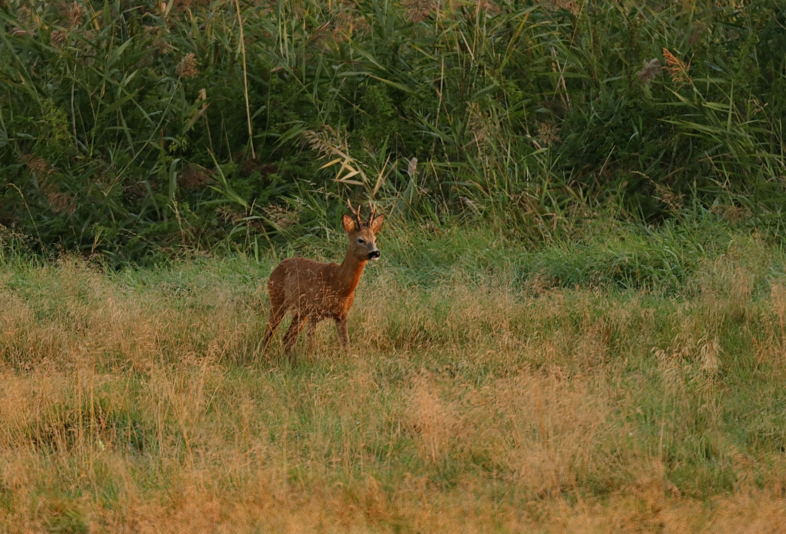 Rehbock