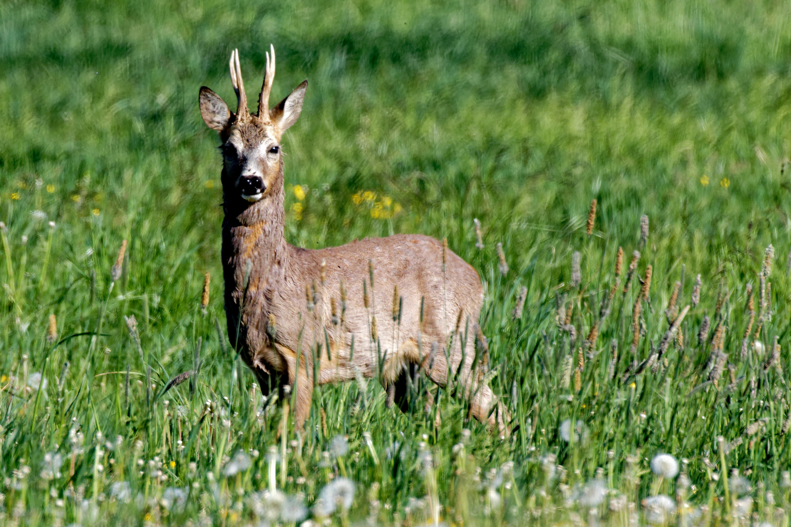 Rehbock