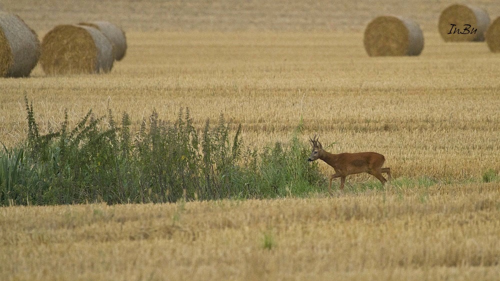 Rehbock